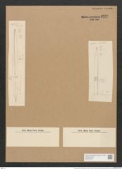 Nitzschia vitrea var. finmarchica Grun. (de-Toni-Nr.: Genus 47, Species 2112) Zeichnungen Sammlung Grunow Nr. 4229 (NHMW-BOT-W0372186)